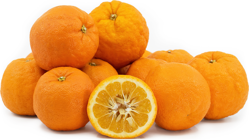 Oranges - Seville (30 lb)